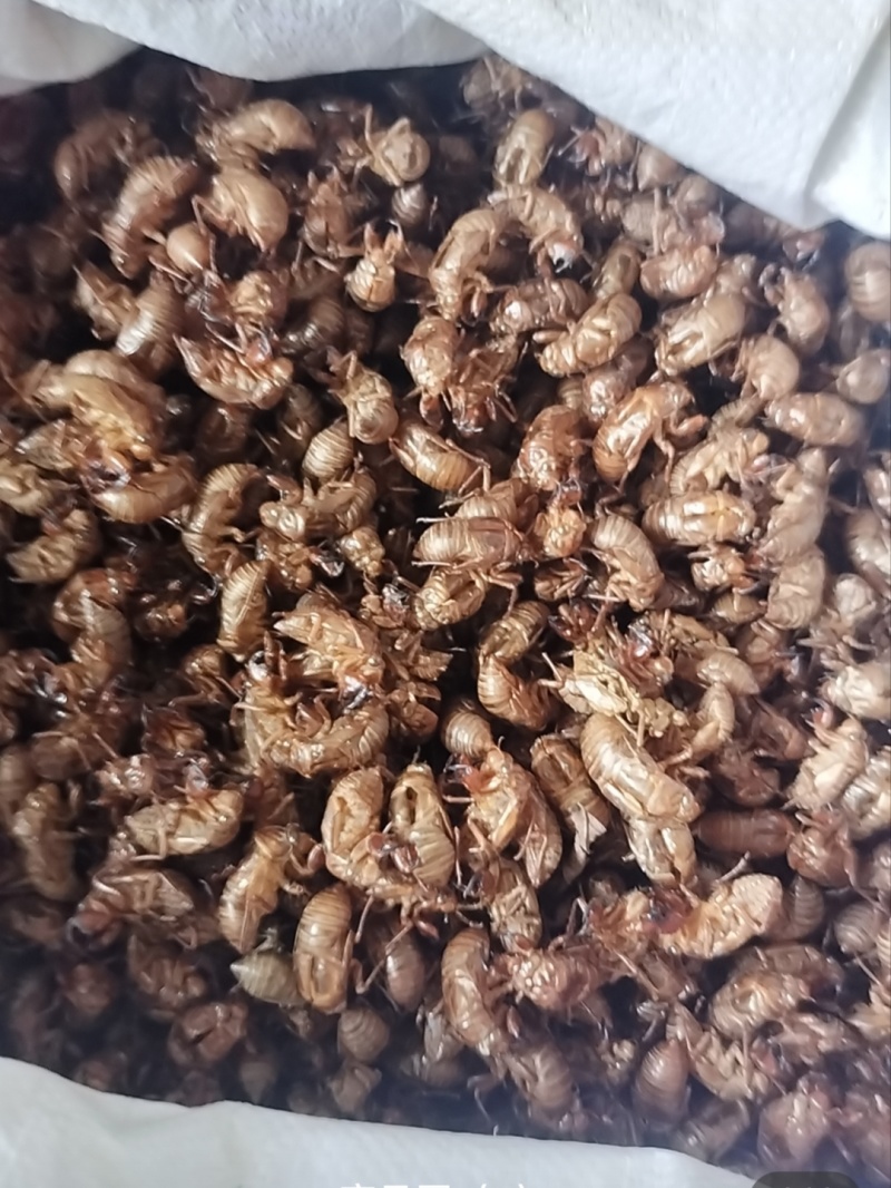 精选蝉蜕蝉脱中药材蝉蜕壳蝉壳蝉衣蝉皮蝉退虫退知了壳皮