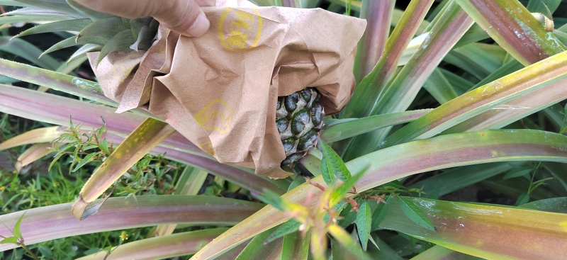我凤梨16号出售