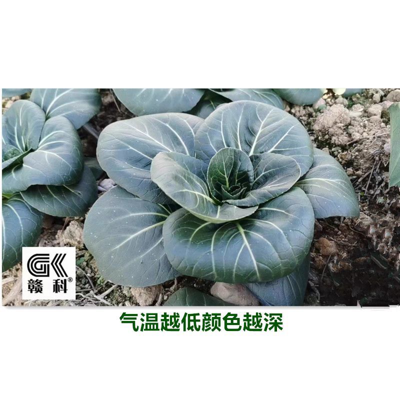 黑甜糯青菜种子黑叶菜秋季高产耐寒口感甜糯好吃四倍体苏州青