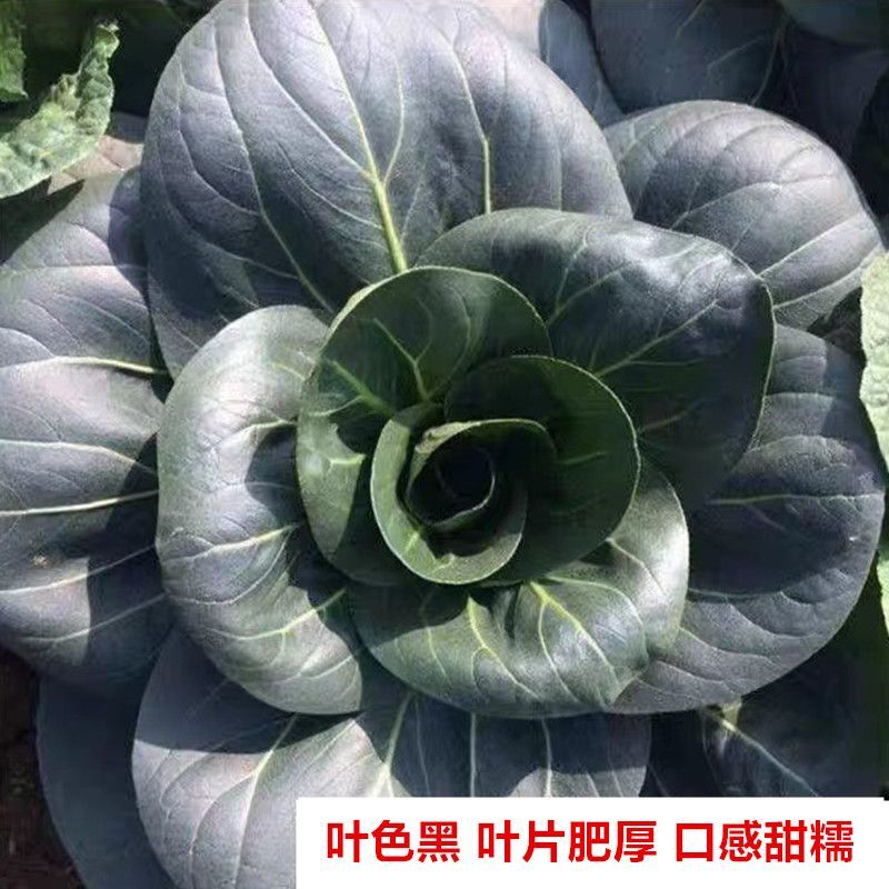 黑甜糯青菜种子黑叶菜秋季高产耐寒口感甜糯好吃四倍体苏州青