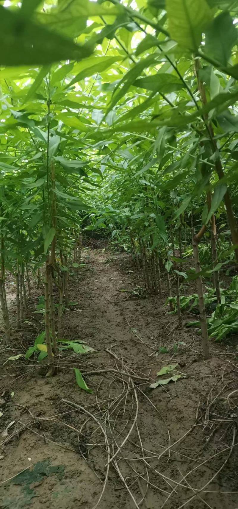 一年生桃树苗