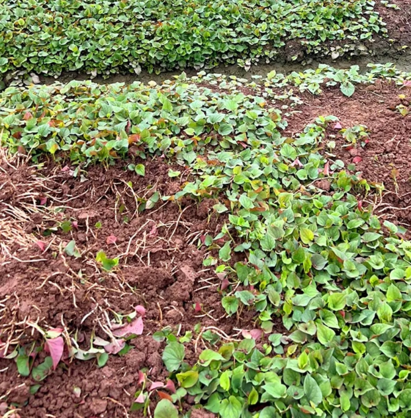 【热卖】自家种植的鱼腥草品质好价格便宜，欢迎各位老板来电