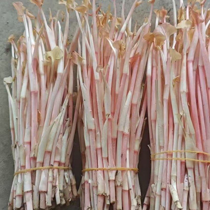 江苏精品鱼腥草根新鲜上市现货现挖对接商超档口