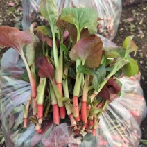 优质鱼腥草农户自家种植品质好价格优欢迎来电洽谈
