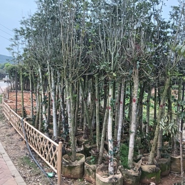 大量出售，桂花3-8分