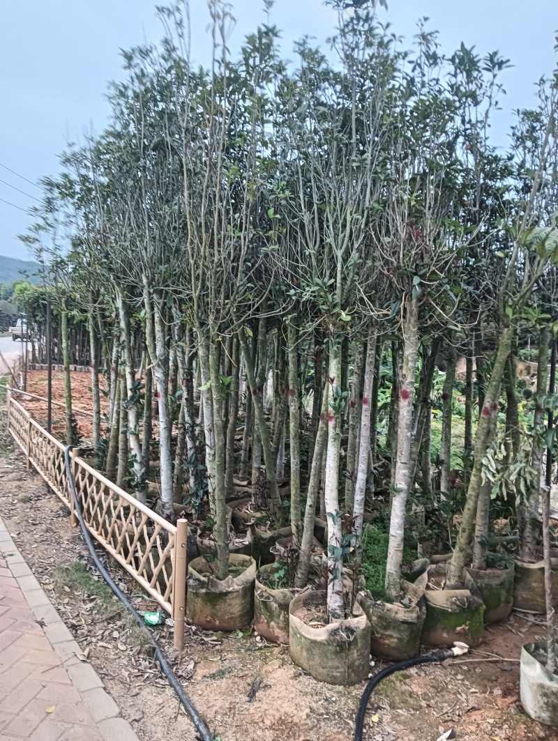 大量出售，桂花3-8分