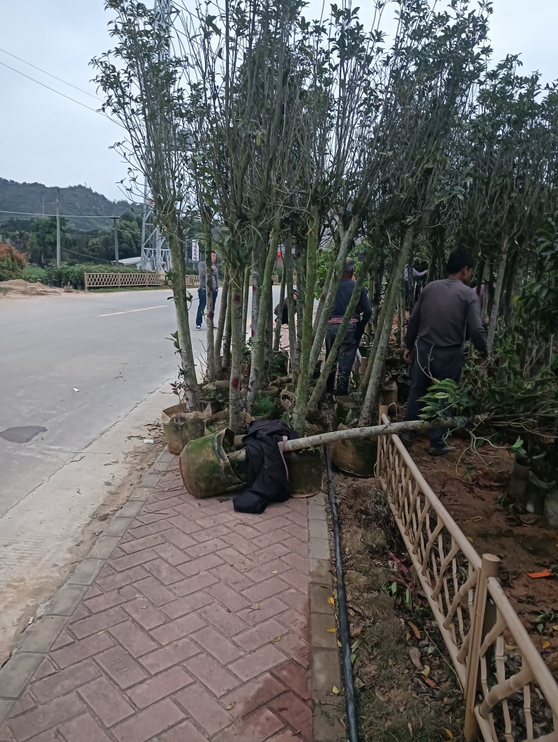 大量出售，桂花3-8分