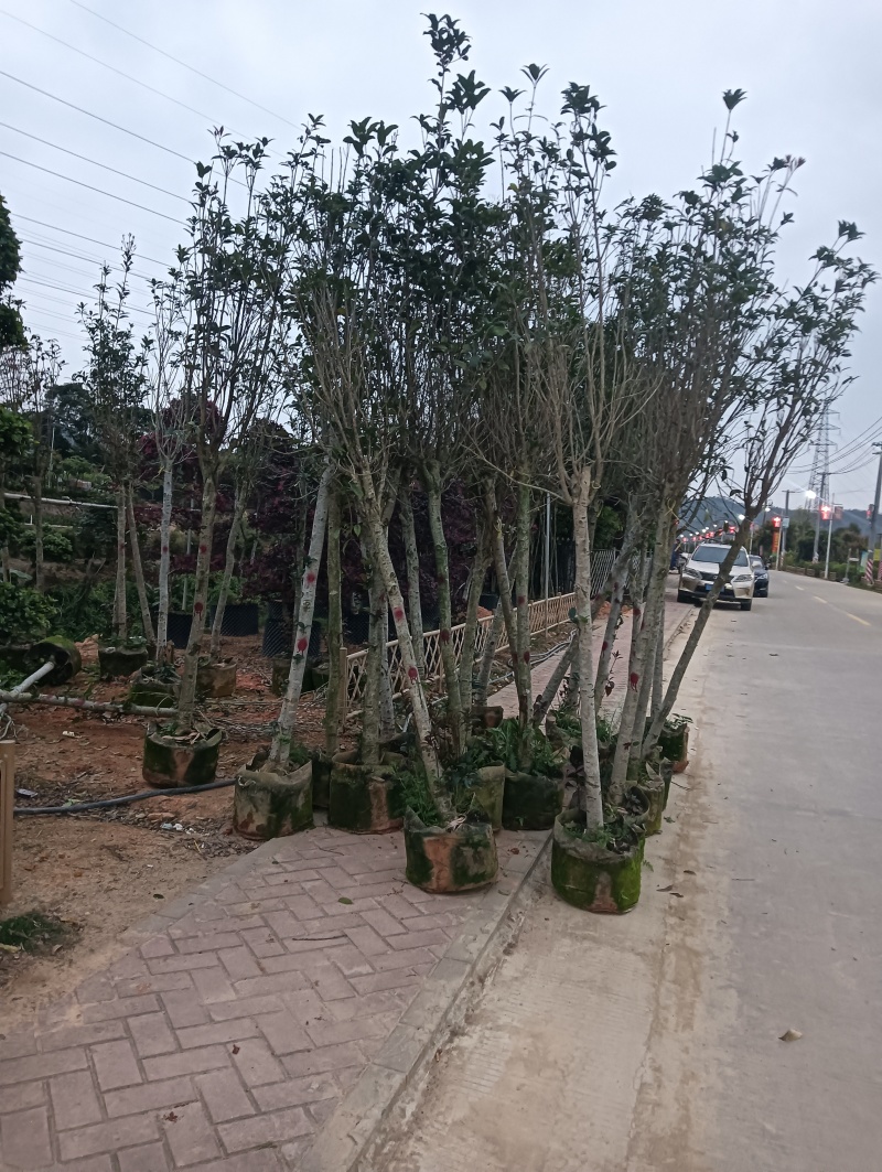 大量出售，桂花3-8分