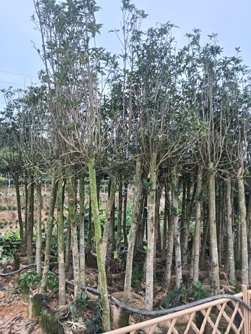 大量出售，桂花3-8分