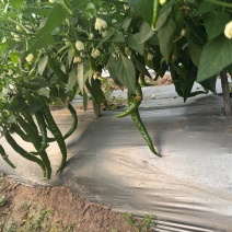 孟连湘研2307号辣椒出售