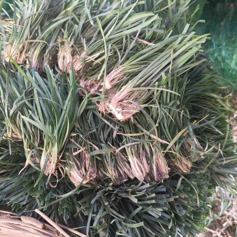 麦冬种苗基地供货成活率高科技树指导全国发货
