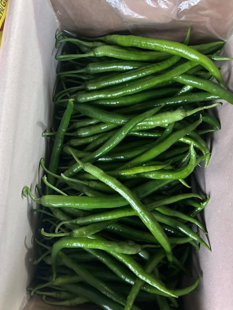 精品八号线大量上市