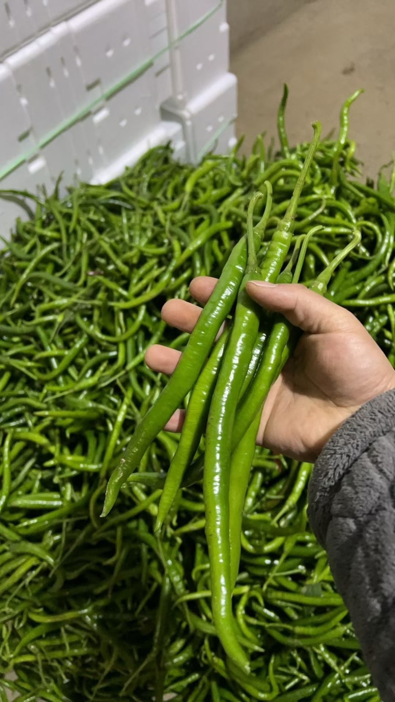 精品八号线大量上市