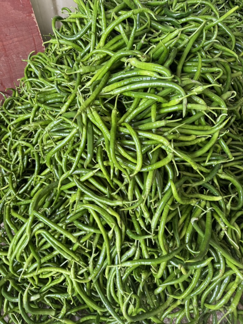 精品八号线大量上市