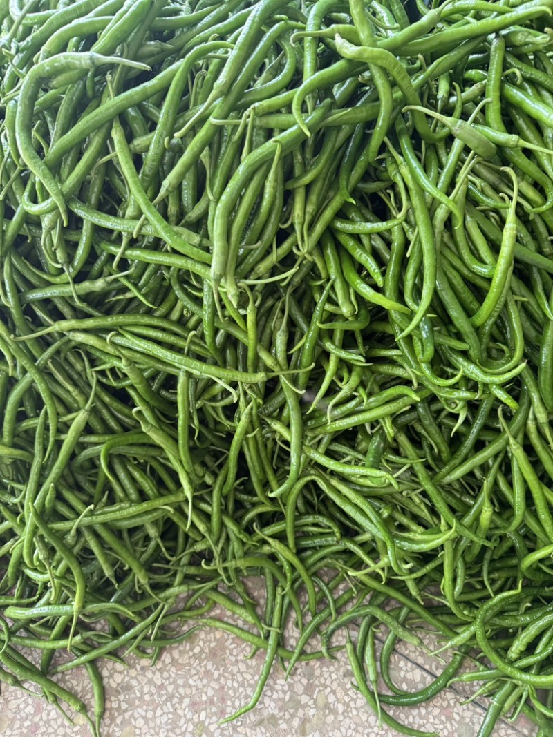 精品八号线大量上市