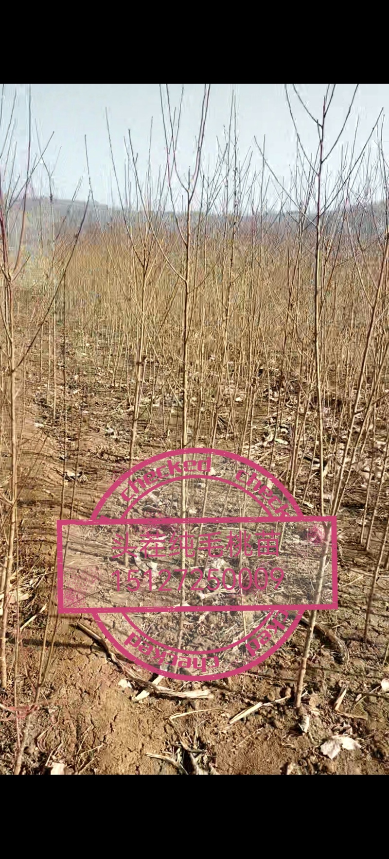 毛桃树苗，头茬实生纯毛桃树苗，嫁接**无菌毛桃苗