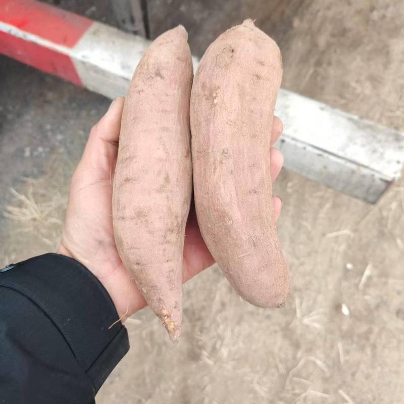 河北省衡水市饶阳县大量白哈蜜现货出