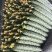 山东临沂蜜刺黄瓜大量上市，质量好，价格低，诚信经营