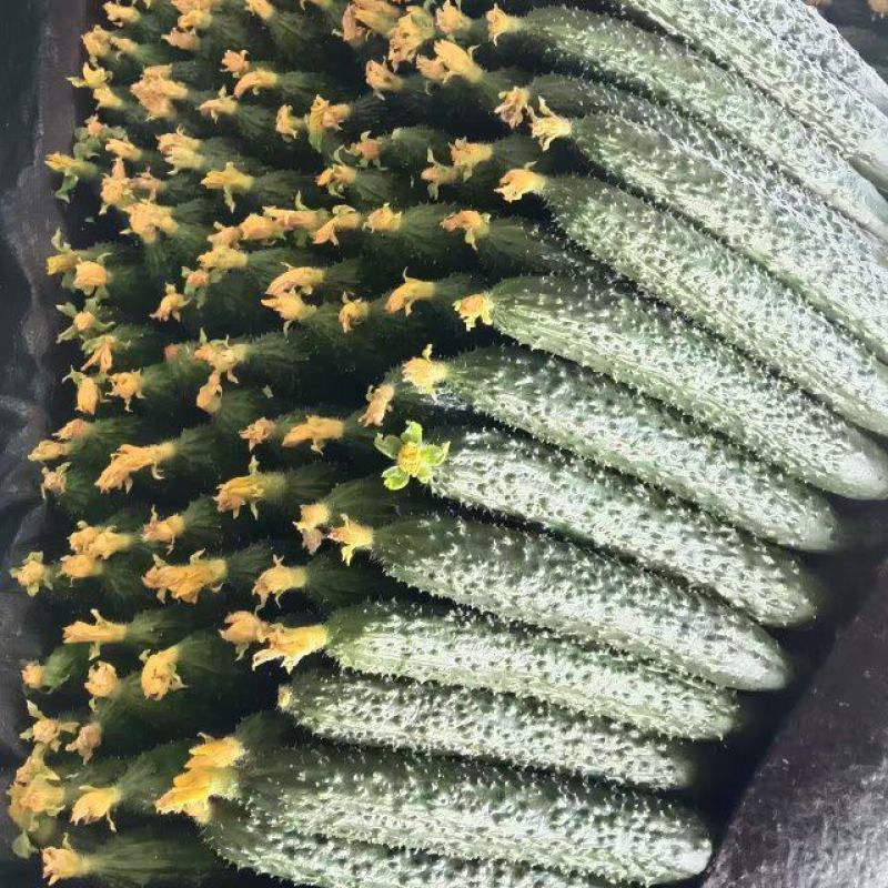 山东临沂蜜刺黄瓜大量上市，质量好，价格低，诚信经营