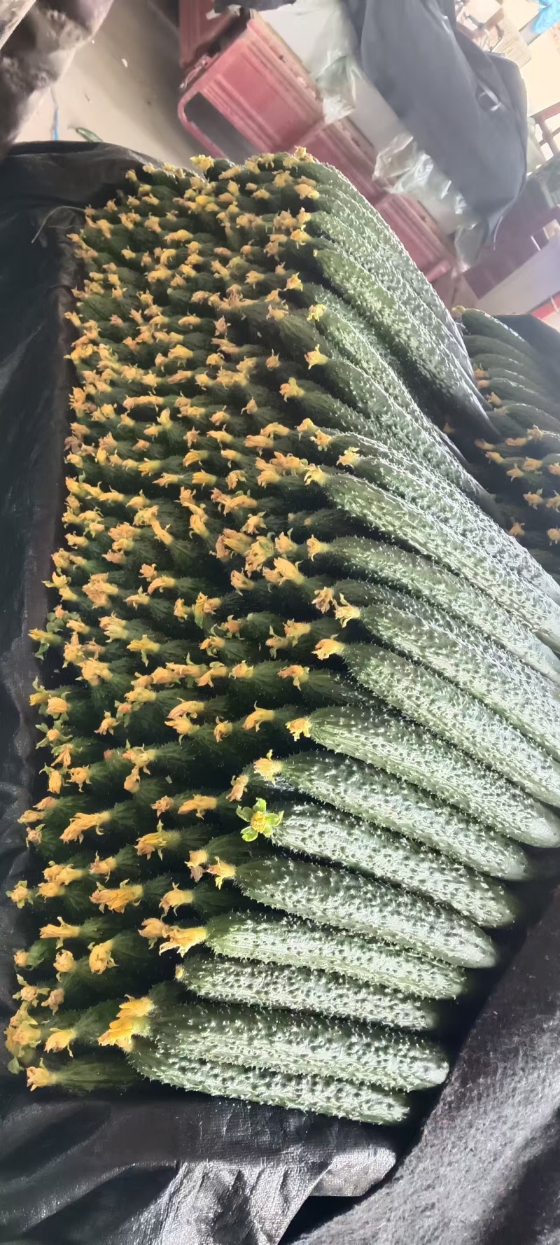 山东临沂蜜刺黄瓜大量上市，质量好，价格低，诚信经营