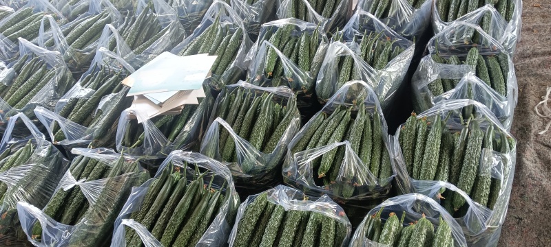 山东临沂蜜刺黄瓜大量上市，质量好，价格低，诚信经营