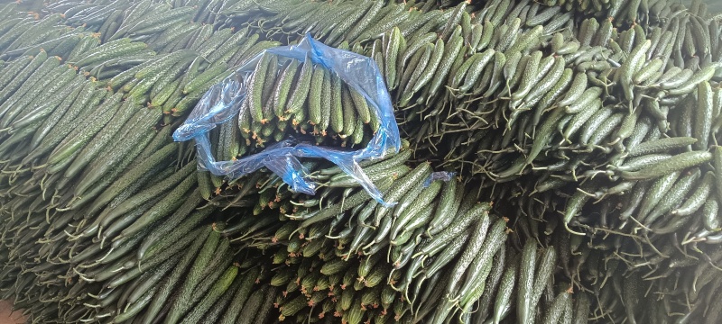 山东临沂蜜刺黄瓜大量上市，质量好，价格低，诚信经营