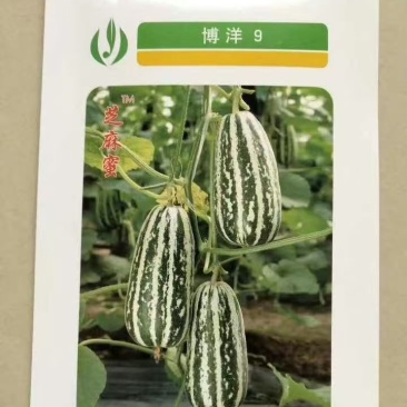 博洋九甜瓜苗嫁接苗口感脆甜糖度高全国发货