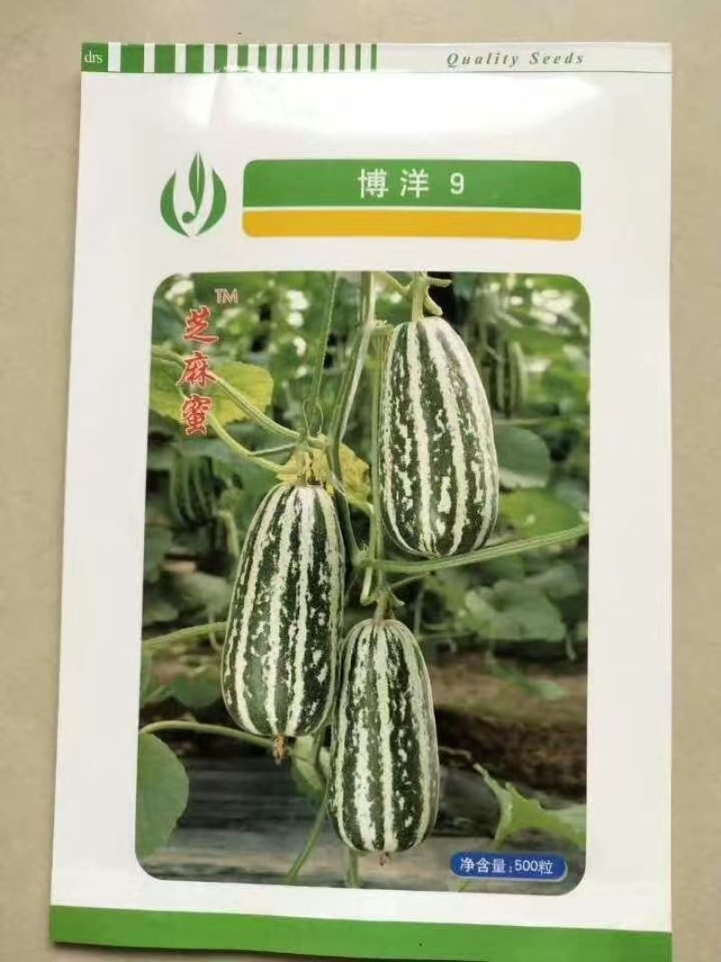 博洋九甜瓜苗嫁接苗口感脆甜糖度高全国发货