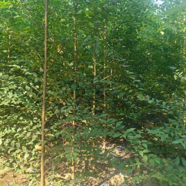 各种规格榆树