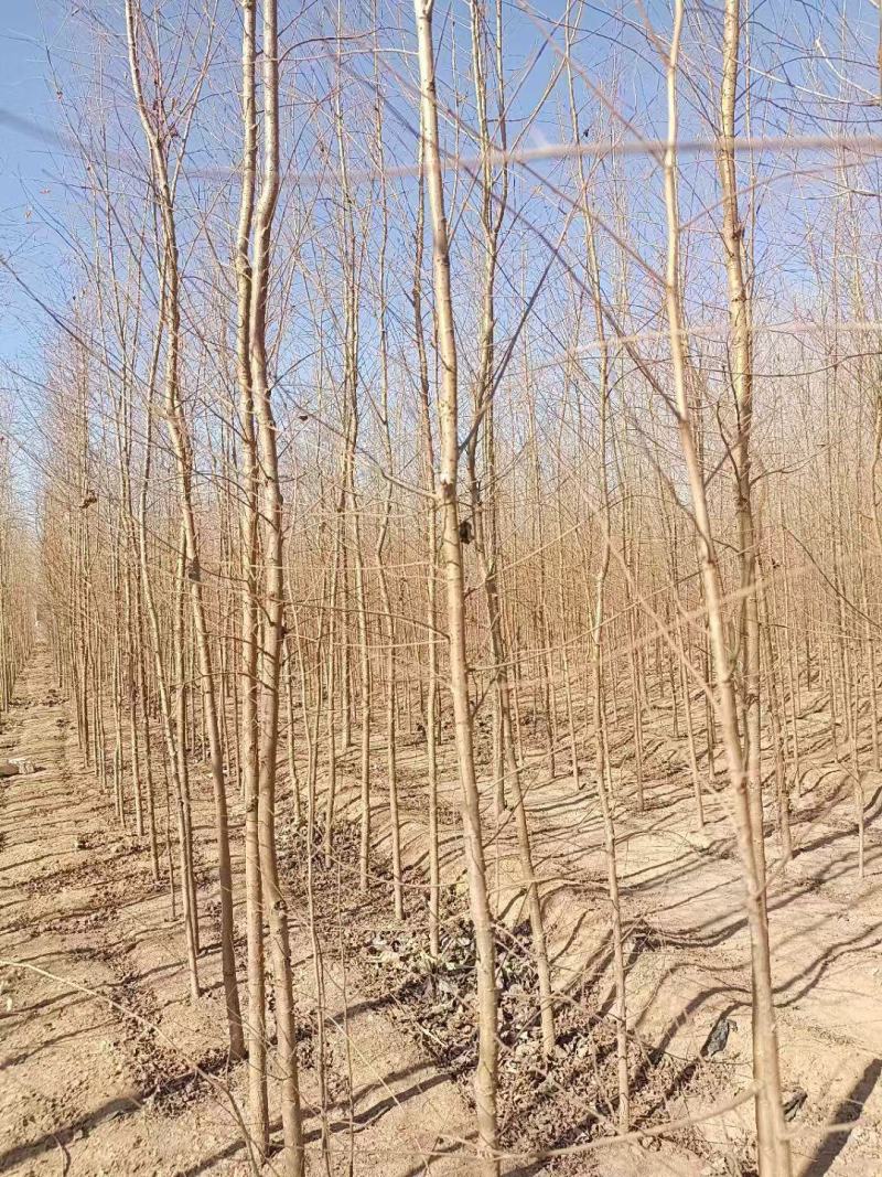 各种规格榆树