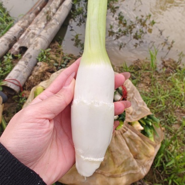 茭白地头现采现发，大量现货供应，规格齐全，电联价格可谈