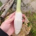 茭白地头现采现发，大量现货供应，规格齐全，电联价格可谈