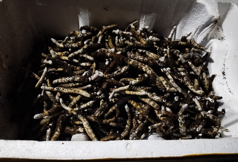 贵州虫草鲜货，虫草货源充足***更健康正品保障更安心。