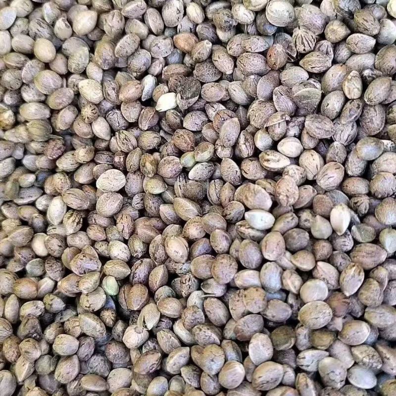火麻子颗粒饱满，无杂质。