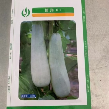 博洋61甜瓜苗嫁接苗口感脆甜糖度高全国发货