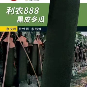 冬瓜南瓜