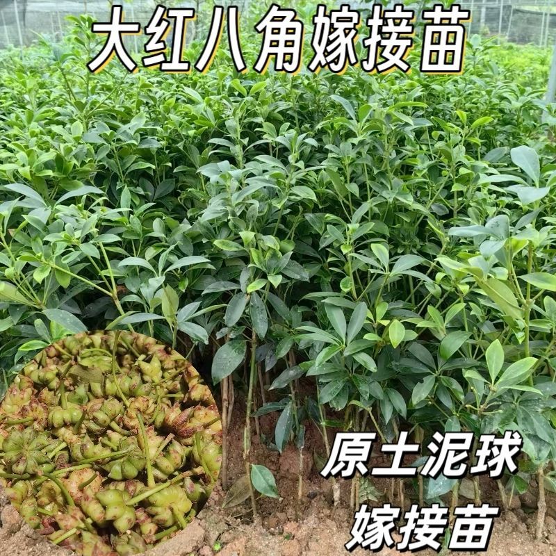 八角树苗嫁接八角苗食用茴香大料小苗大红八角苗