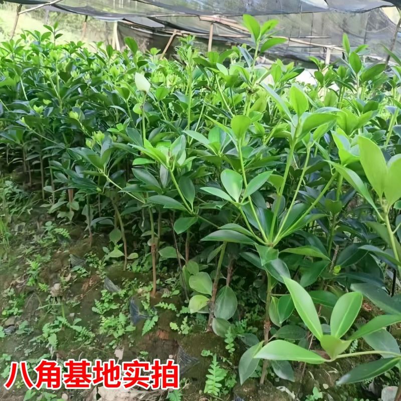 八角树苗嫁接八角苗食用茴香大料小苗大红八角苗