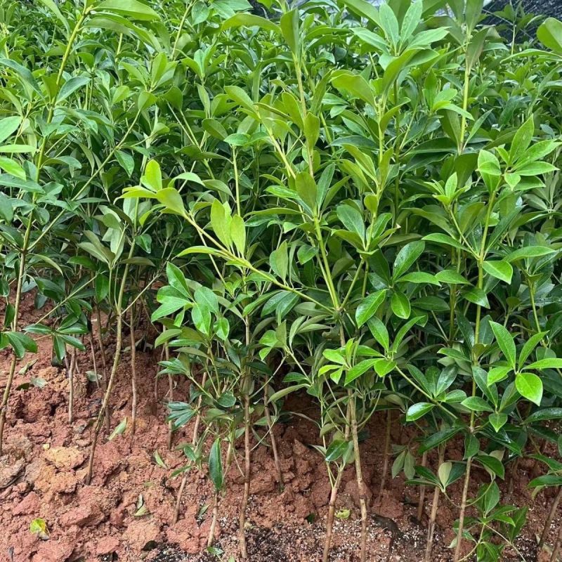 八角树苗嫁接八角苗食用茴香大料小苗大红八角苗