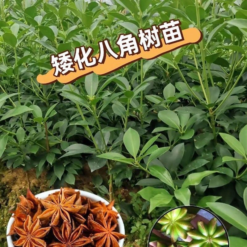 八角树苗嫁接八角苗食用茴香大料小苗大红八角苗