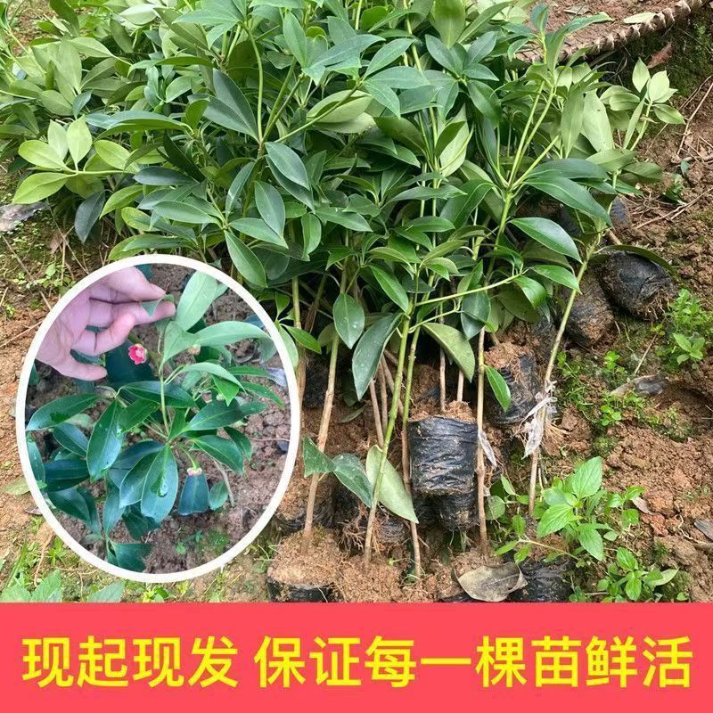 八角树苗嫁接八角苗食用茴香大料小苗大红八角苗