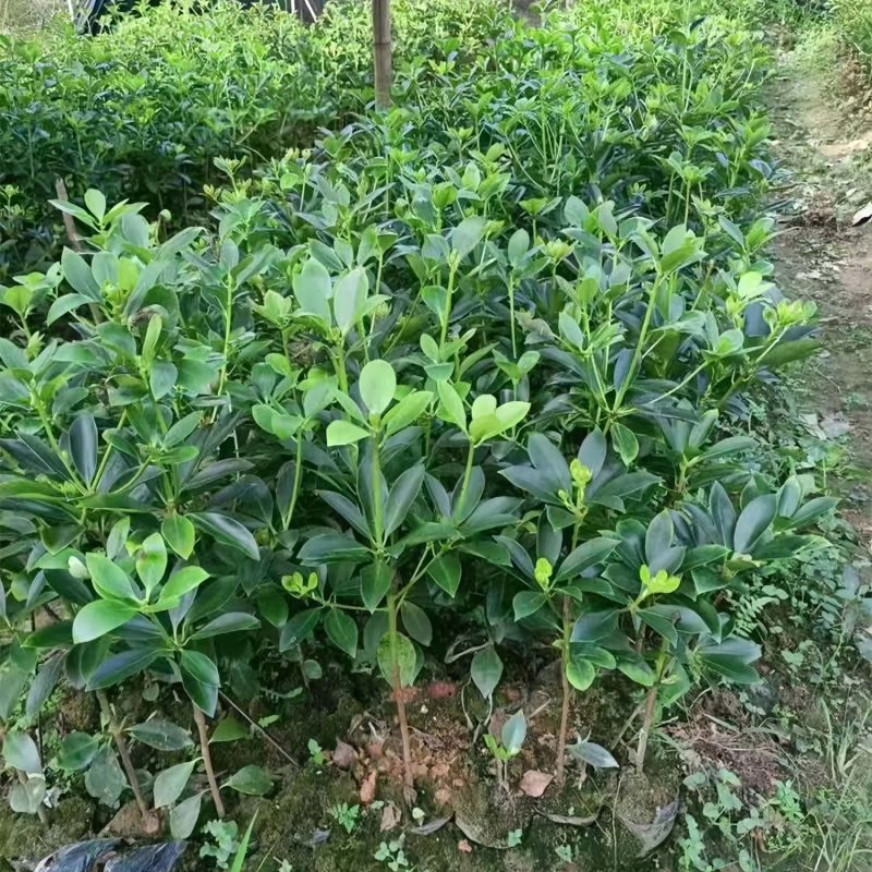 八角树苗嫁接八角苗食用茴香大料小苗大红八角苗
