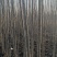速生杨树苗38043412规格齐全全国发货