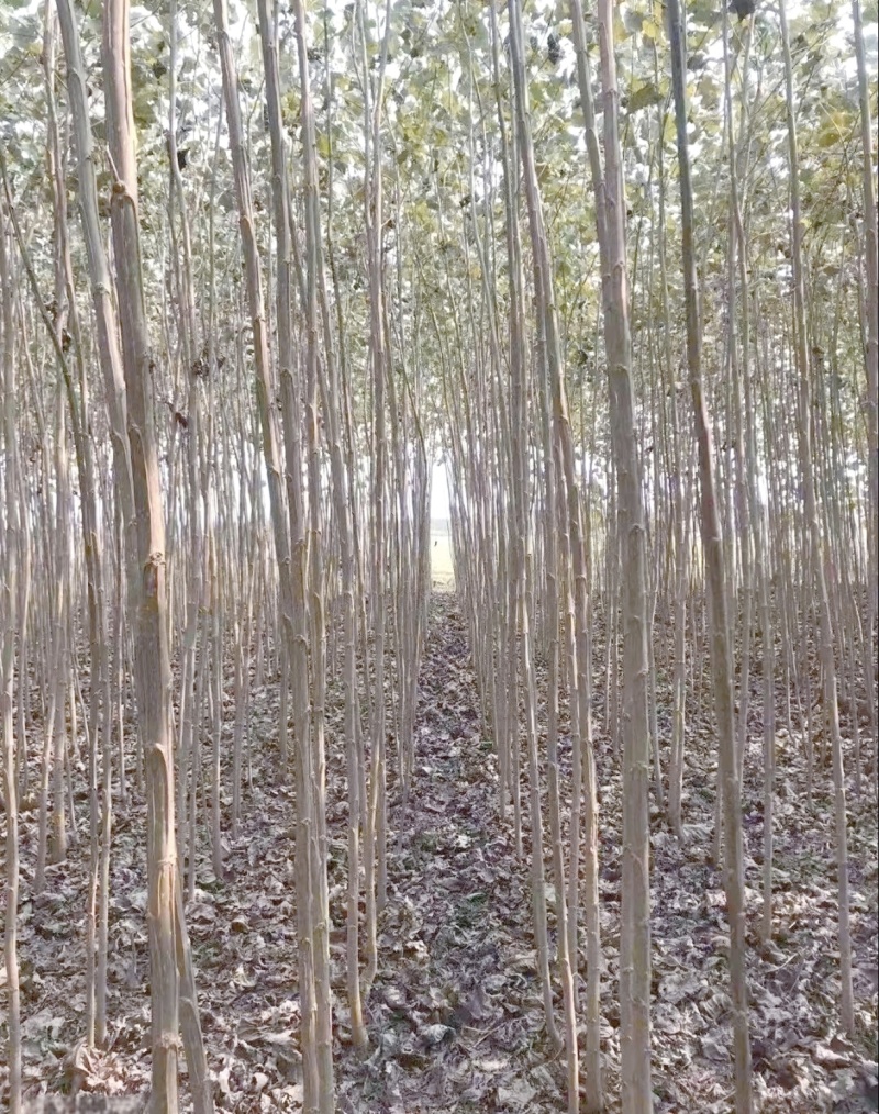 速生杨树苗38043412规格齐全全国发货