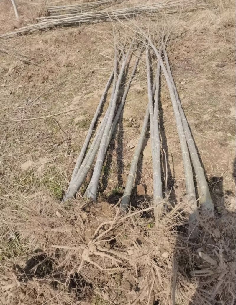 速生杨树苗38043412规格齐全全国发货