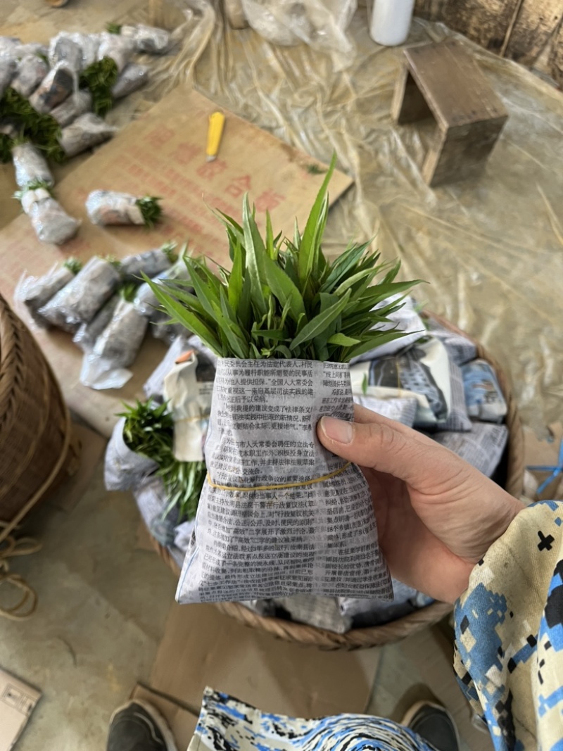 【顺丰包邮】毛桃苗毛桃芽苗毛桃树苗桂林阳朔毛桃苗保湿发货