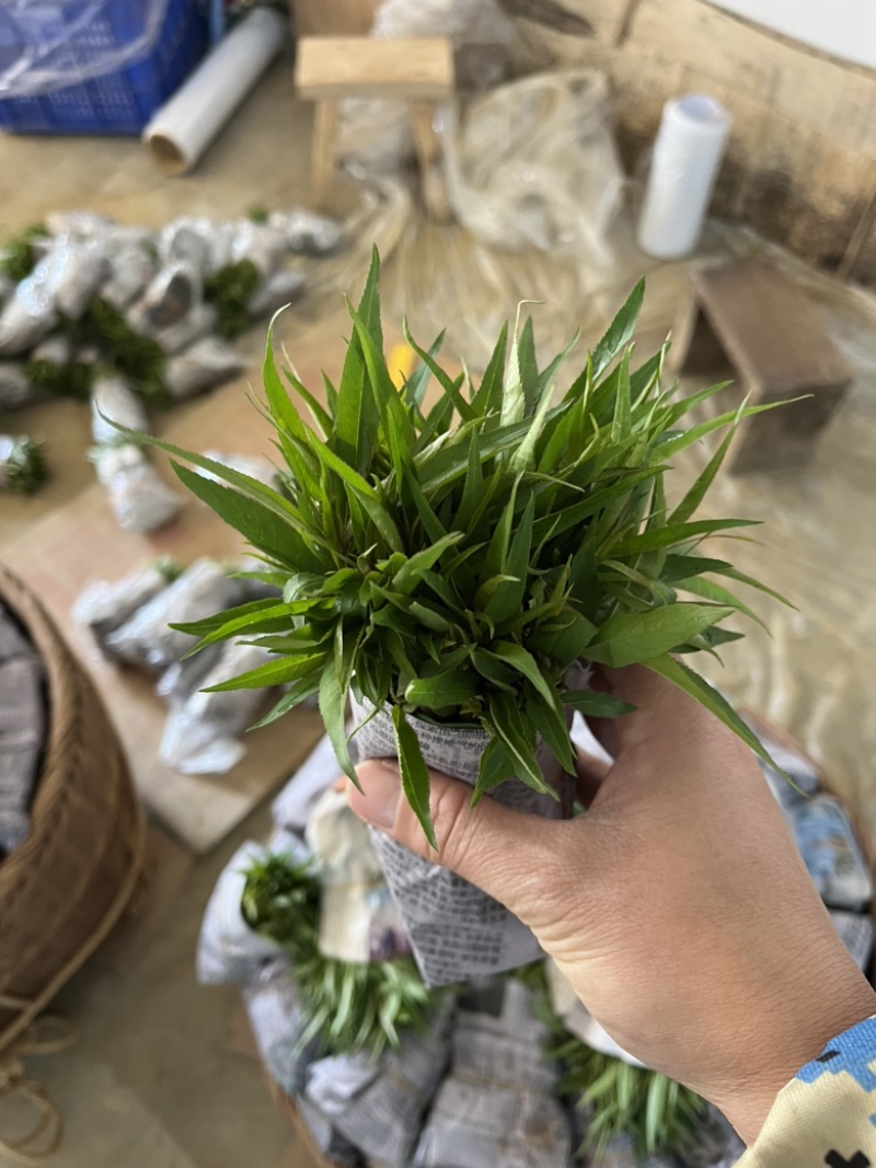 【顺丰包邮】毛桃苗毛桃芽苗毛桃树苗桂林阳朔毛桃苗保湿发货