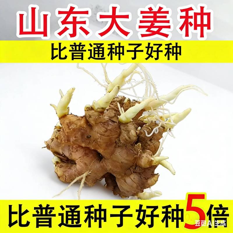 《山东姜种》优质山农一高产姜种/脱毒姜种/上门指导/价优