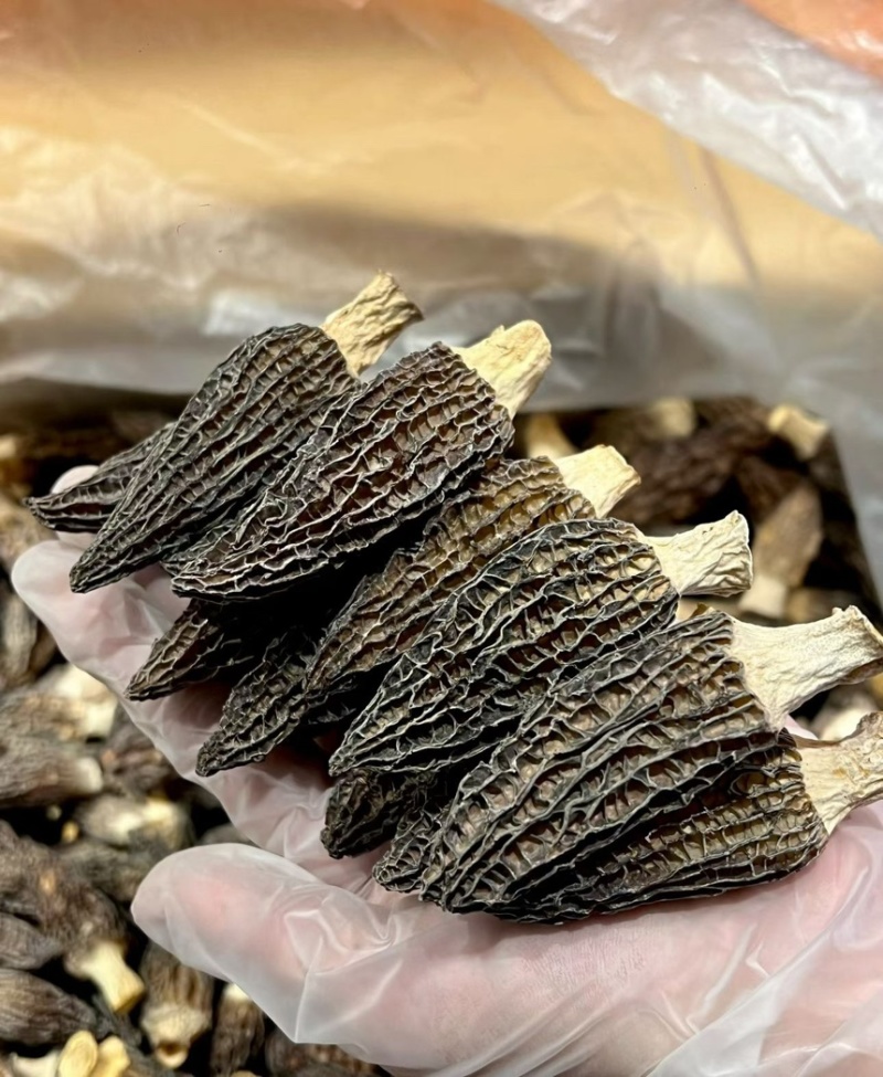 湖北襄阳南漳高山羊肚菌对接全国批发老板欢迎联系