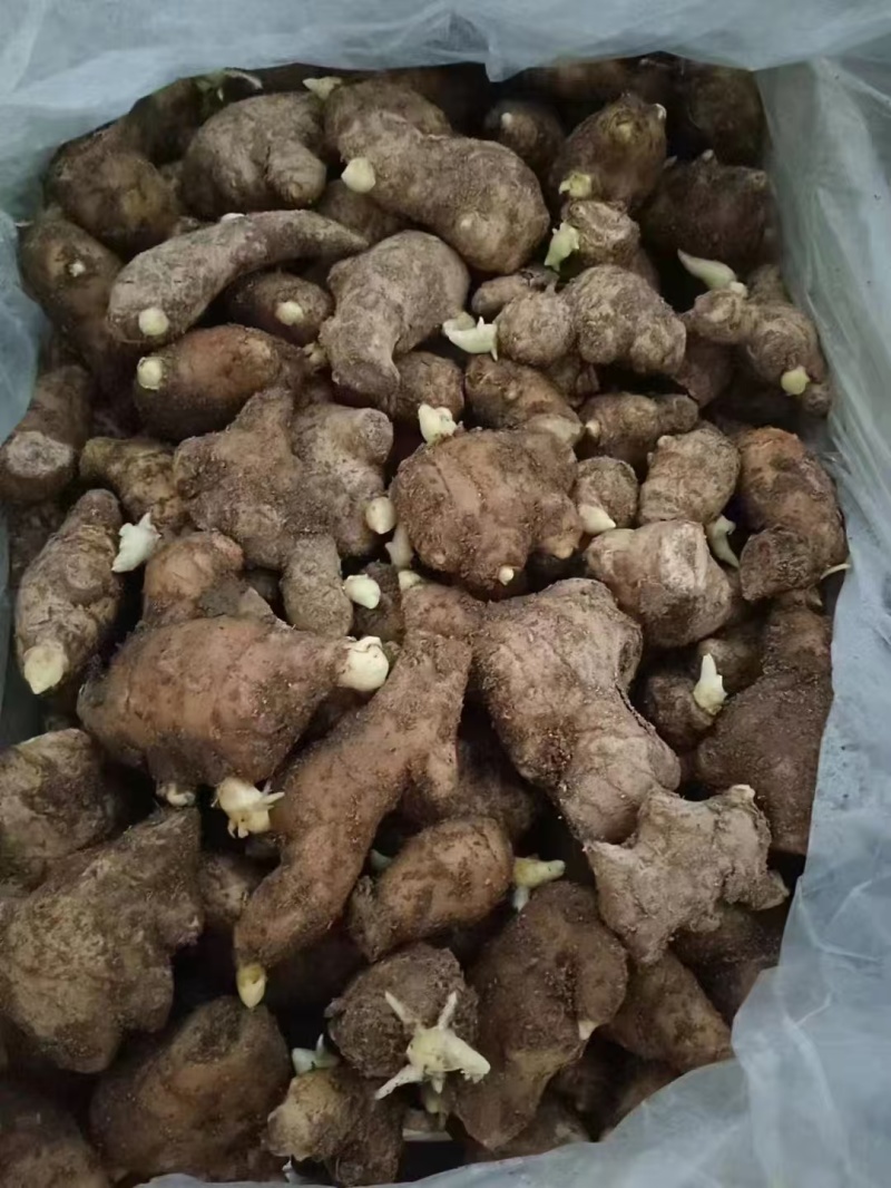 《山东姜种》优质山农一高产姜种/脱毒姜种/上门指导/价优